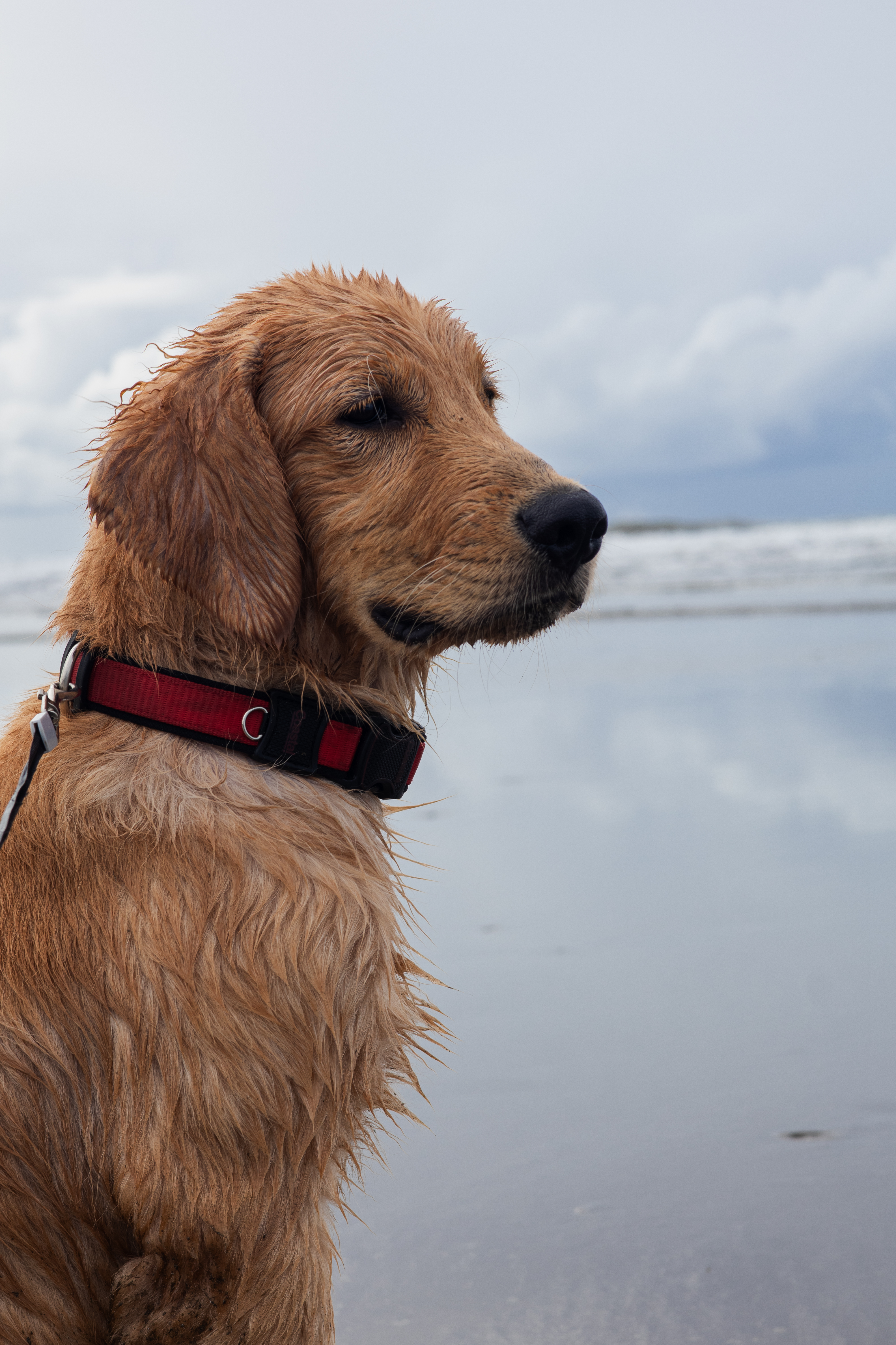 Marsh The Golden Retriever